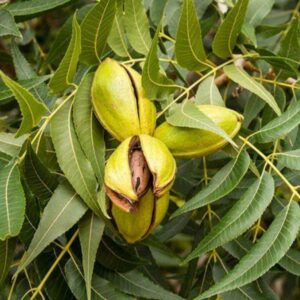 Carya illinoinensis 'Pawnee'/ Pekándió, Oltvány
