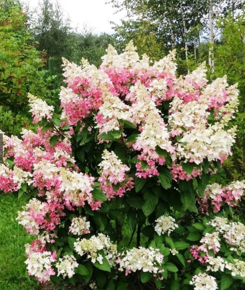 Hydrangea paniculata 'Confetti'/ Bugás hortenzia
