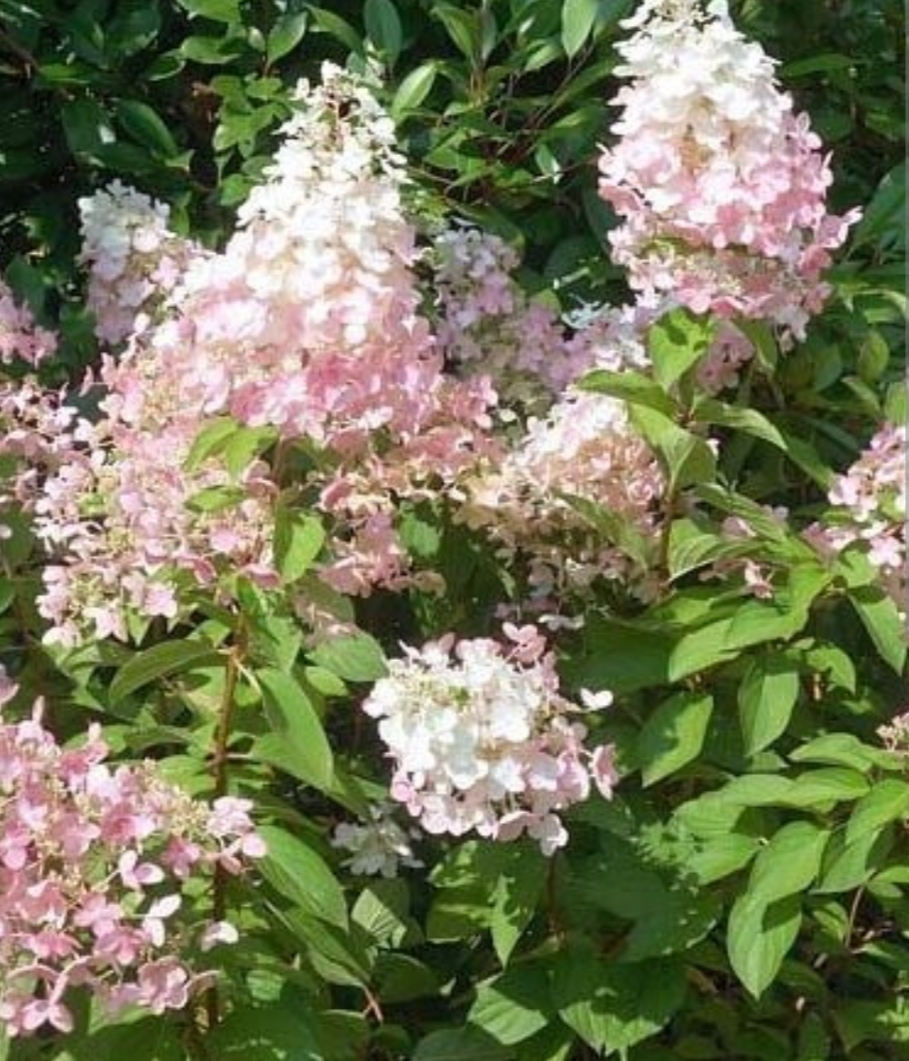 Hydrangea paniculata 'Confetti'/ Bugás hortenzia - Image 2