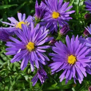 Aster domosus 'Blaue Lagune'/ Törpe őszirózsa, Liláskék