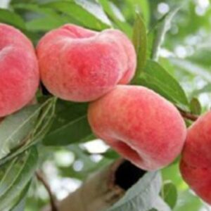 'Remény' Őszibarack (Laposbarack)