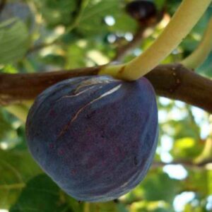 Ficus carica 'Brogiotto Nero'/ Lila termésű füge