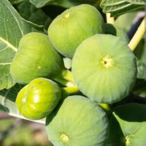 Ficus carica ‘Dottato’/ Füge