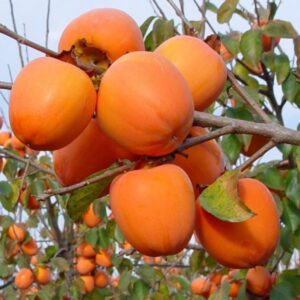 Diospyros kaki ‘Rojo Brillante’/ Datolyaszilva