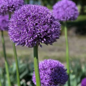 Allium 'Gladiator'/ Óriás díszhagyma