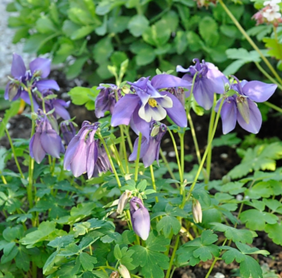 Aquilegia caerulea 'Spring Magic Navy and White'/ Harangláb