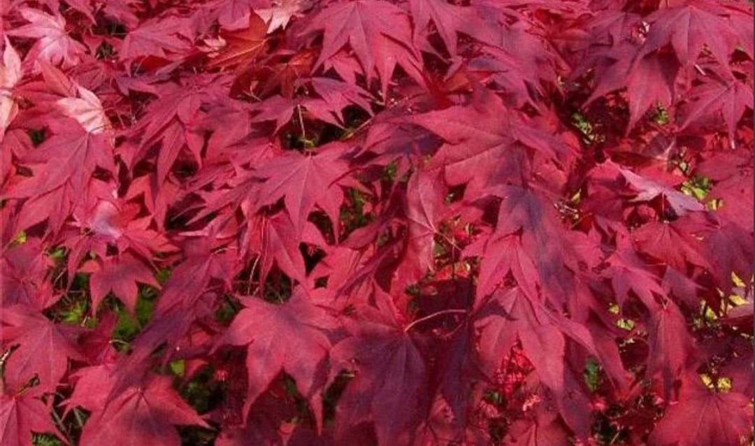 Acer palmatum 'Pixie'/ Törpe japán juhar - Image 2
