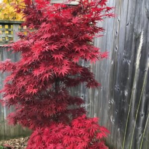 Acer palmatum 'Pixie'/ Törpe japán juhar