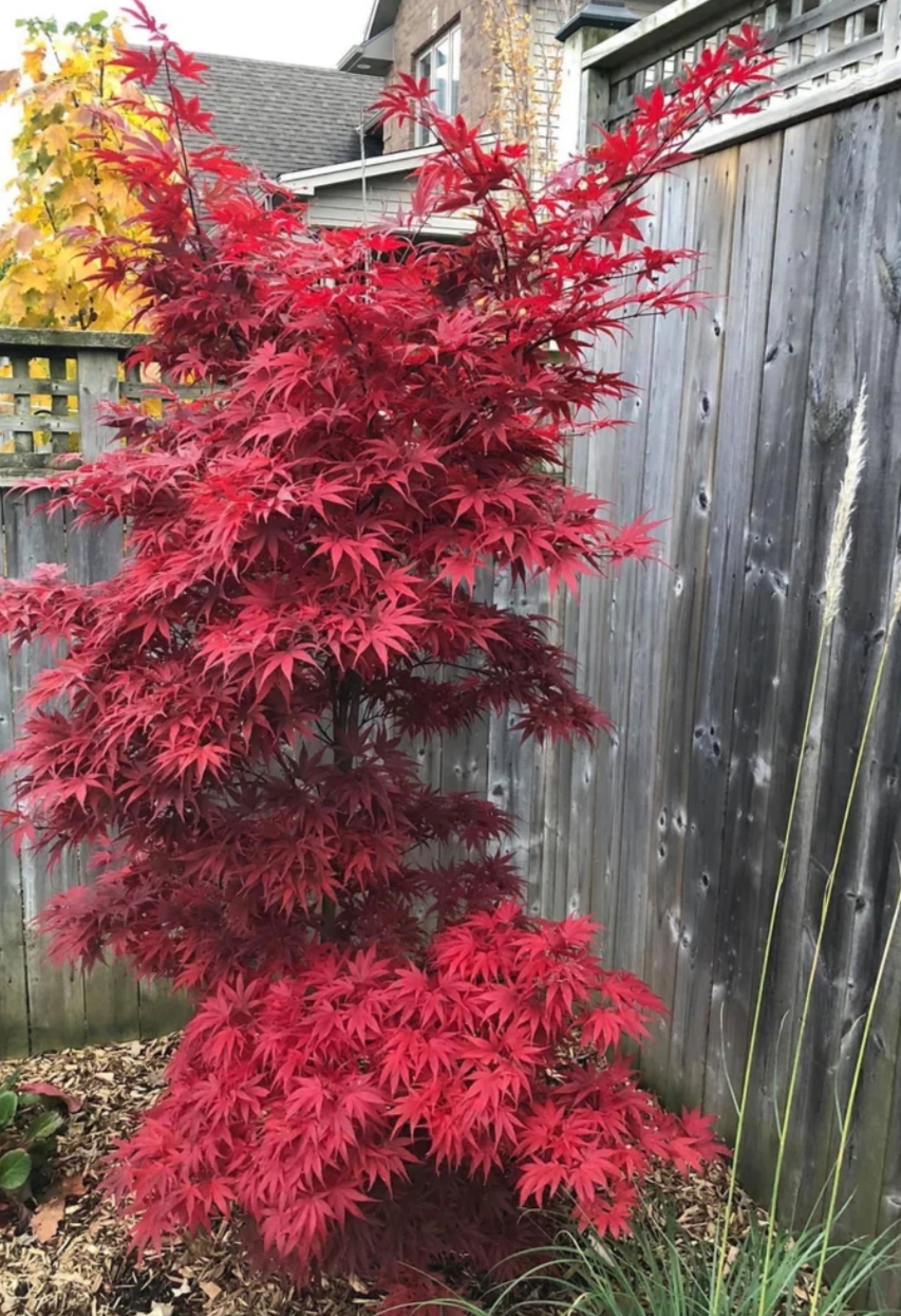 Acer palmatum 'Pixie'/ Törpe japán juhar