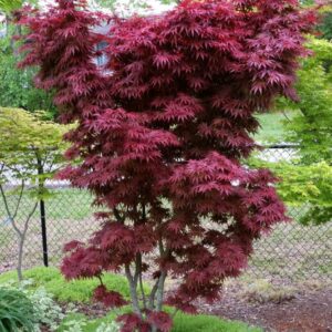 Acer palmatum 'Red Emperor'/ Japán juhar
