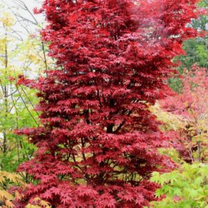 Acer palmatum 'Okagami'/ Japán juhar