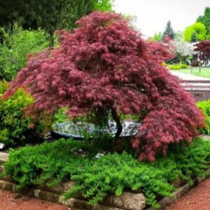 Acer palmatum 'Dissectum Garnet'/ Szeldelt levelű japán juhar