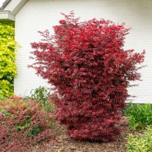Acer palmatum 'Red Sentinel'/ Oszlopos japán juhar