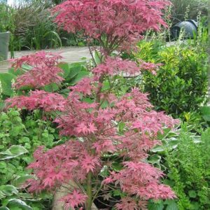 Acer palmatum 'Shirazz'/ Japán juhar
