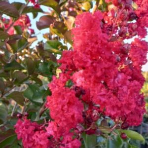 Lagerstroemia indica 'Coccinea'/ Kínai selyemmirtusz
