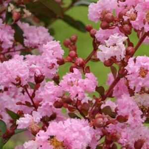 Lagerstroemia indica 'Rosea Nova'/ Kínai selyemmirtusz