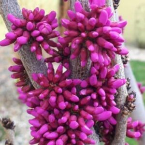 Cercis siliquastrum/ Közönséges júdásfa