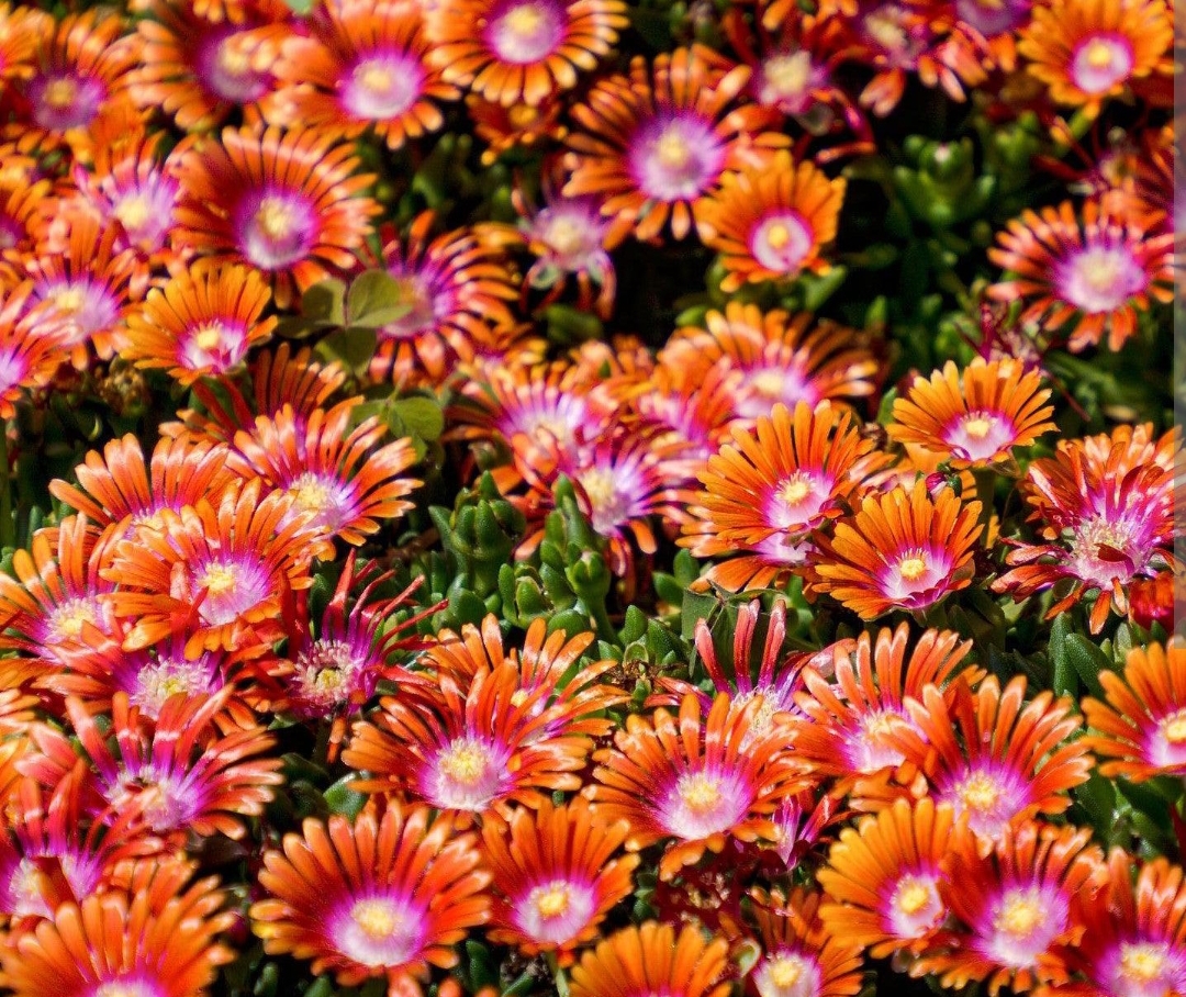 Delosperma 'Jewel of Desert Sunstone'/ Kristályvirág (Délvirág)