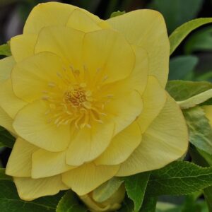 Helleborus orientalis 'Yellow Double'/ Keleti Hunyor