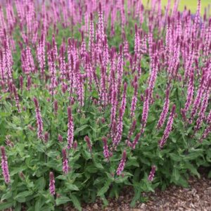 Salvia nemorosa 'Caradonna Pink'/ Ligeti zsálya