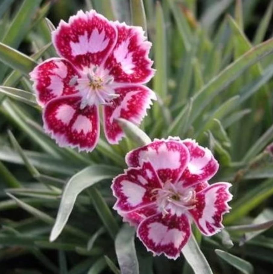 Dianthus gratianopolitanus 'Jane Austen'/ Pünkösdi szegfű