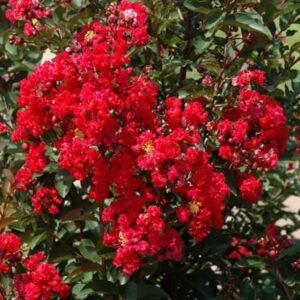 Lagerstroemia indica 'Durant Red'/ Kínai selyemmirtusz