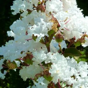 Lagerstroemia indica 'Nivea'/ Kínai selyemmirtusz