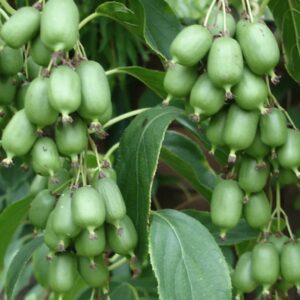Actinidia arguta 'Issai'/ Öntermékeny mini kiwi