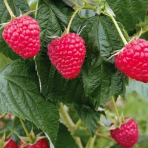 Rubus ideaus 'Husaria'/ Folytontermő málna