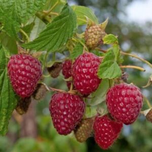 Rubus ideaus 'Polana'/ Folytontermő málna