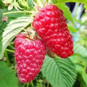 Rubus idaeus ‘Prezhyba’/ Málna