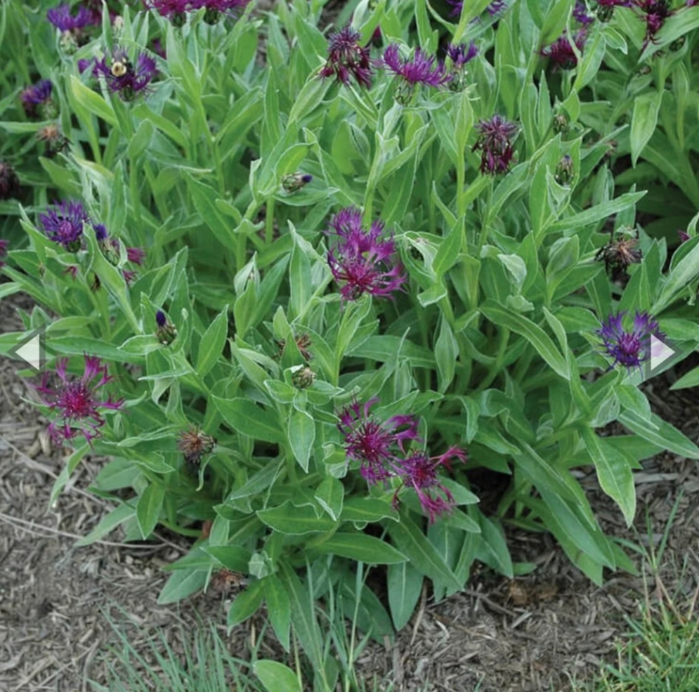 Centaurea montana ‘Amethyst Dream’/ Hegyi Imola - Image 2