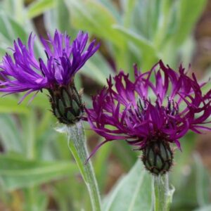 Centaurea montana ‘Amethyst Dream’/ Hegyi Imola