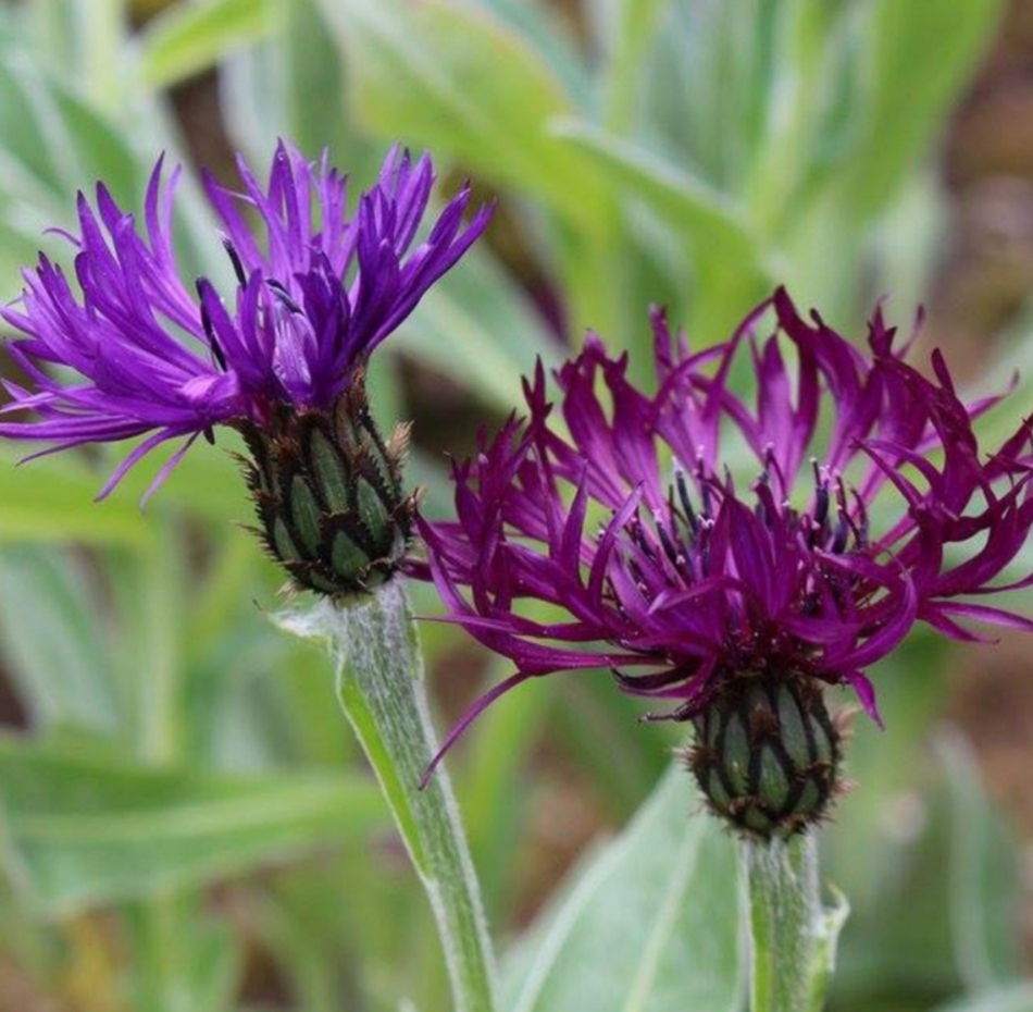 Centaurea montana ‘Amethyst Dream’/ Hegyi Imola