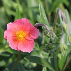 Helianthemum 'Dompfaff'/ Napvirág