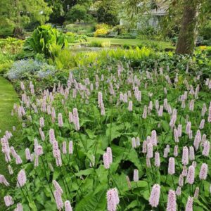 Persicaria bistorta 'Superba'/ Kígyógyökerű keserűfű