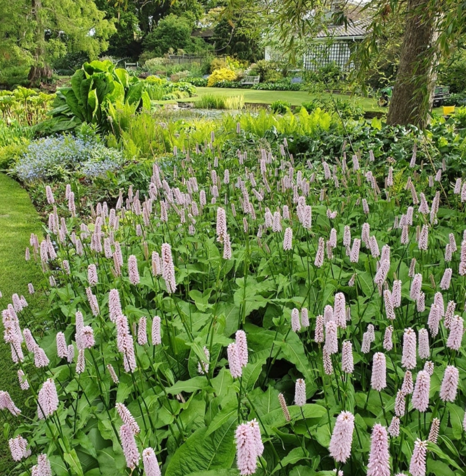 Persicaria bistorta 'Superba'/ Kígyógyökerű keserűfű
