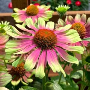 Echinacea purpurea 'Praire Blaze Vintage Lime'/ Kasvirág