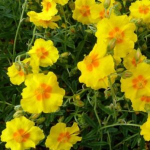 Helianthemum 'Ben Fhada'/ Napvirág