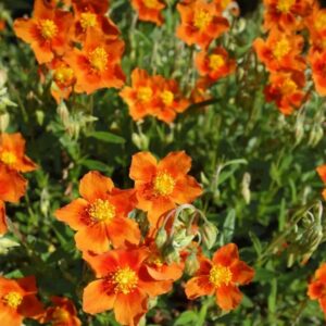 Helianthemum 'Bronz Teppich'/ Napvirág