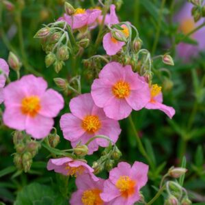 Helianthemum ‘Lawrenson's Pink’/ Napvirág