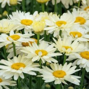 Leucanthemum x superbum 'Western Star Gemini'/ Margaréta