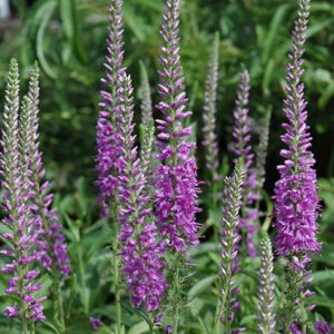 Veronica longifolia 'Eveline’/ Hosszúlevelű veronika