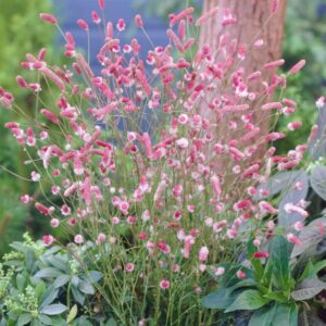 Sanguisorba officinalis ‘Pink Tanna’/ Őszi vérfű
