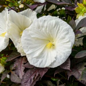 Hibiscus moscheutos Summerific 'Cookies & Cream'/ Mocsári hibiszkusz