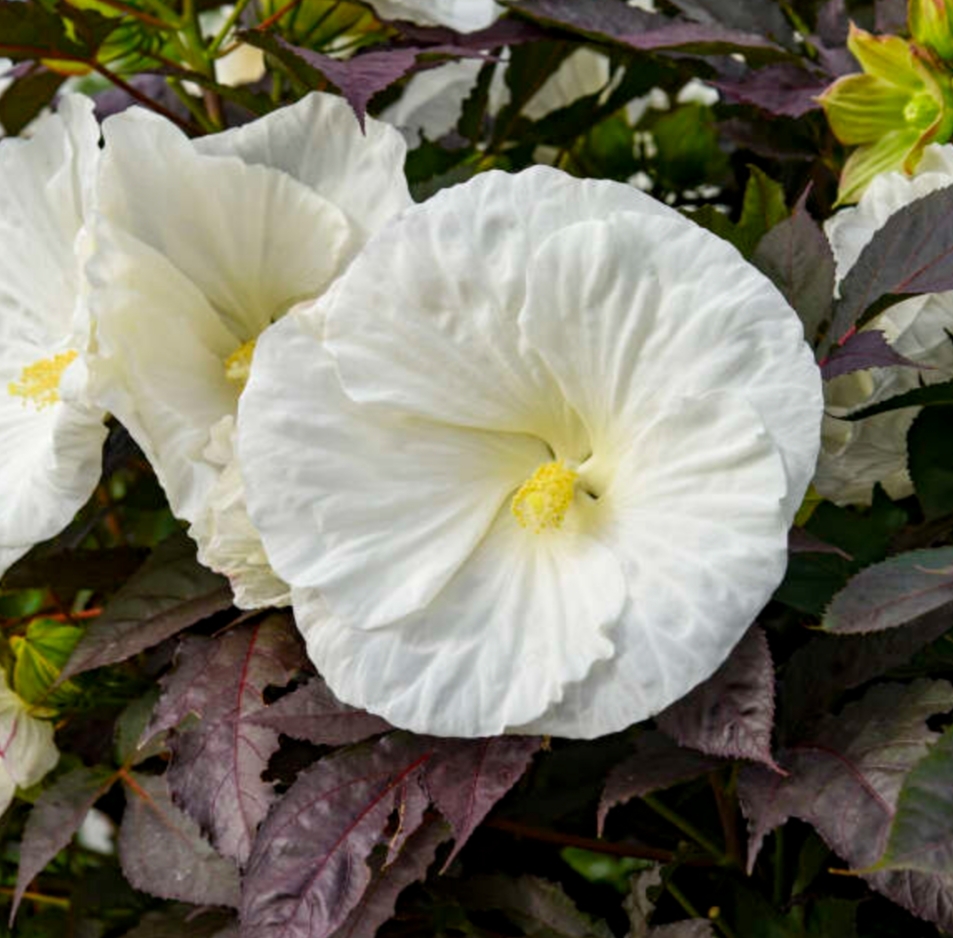 Hibiscus moscheutos Summerific 'Cookies & Cream'/ Mocsári hibiszkusz