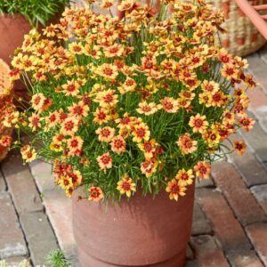 Coreopsis verticillata 'Twinklebells Copper'/ Keskenylevelű menyecskeszem