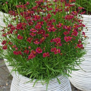 Coreopsis verticillata 'Twinklebells Purple'/ Keskenylevelű menyecskeszem