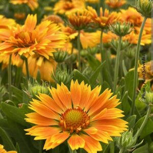 Gaillardia aristata 'Spintop Mango'/ Kokárdavirág