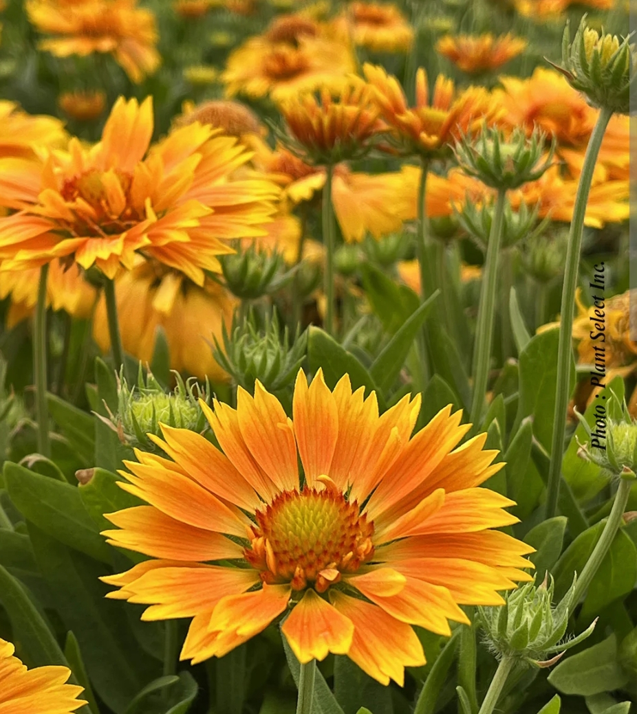 Gaillardia aristata 'Spintop Mango'/ Kokárdavirág
